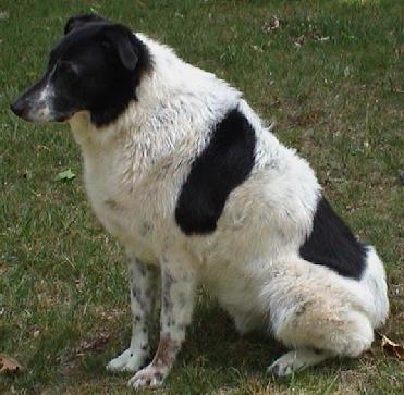 Old dog