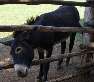 Amber and an Istrian Donkey on Brioni Croatia