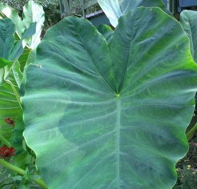 Elephant Ear!