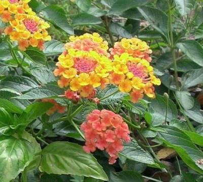 Lantana