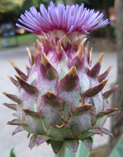 Cardoon