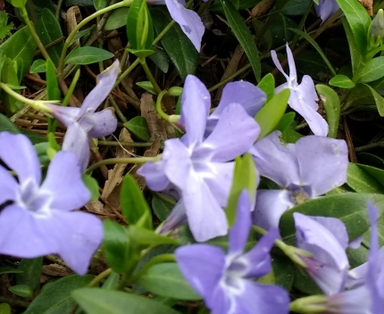 Purple Vinka blossoms Feb 2017