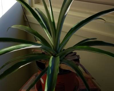 Pineapple!