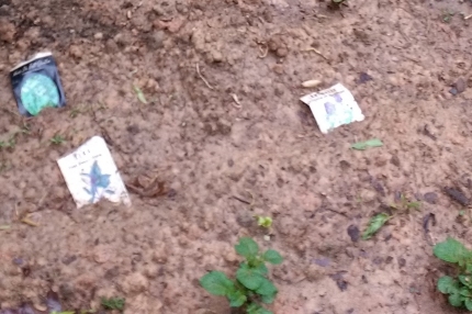 Lettuce seeds in the ground