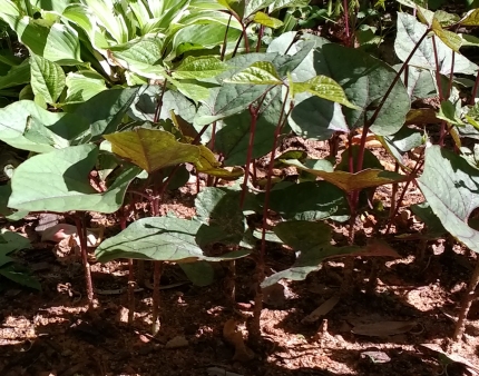 Jefferson Bean Vine