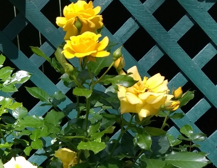 Yellow Knockout Rose Bush