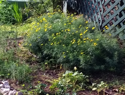 Our Garden, with Zagreb in bloom