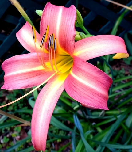 Lilies like crazy