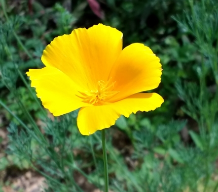 Poppy from Seed