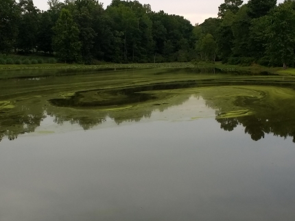 Algae! Pollen!