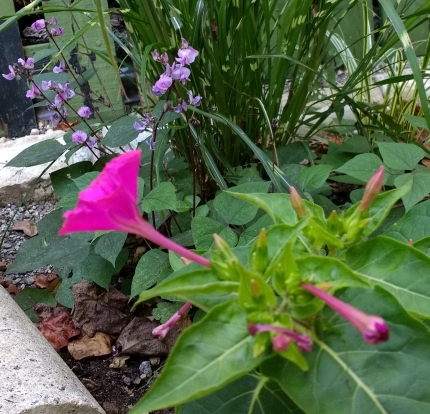 Plants